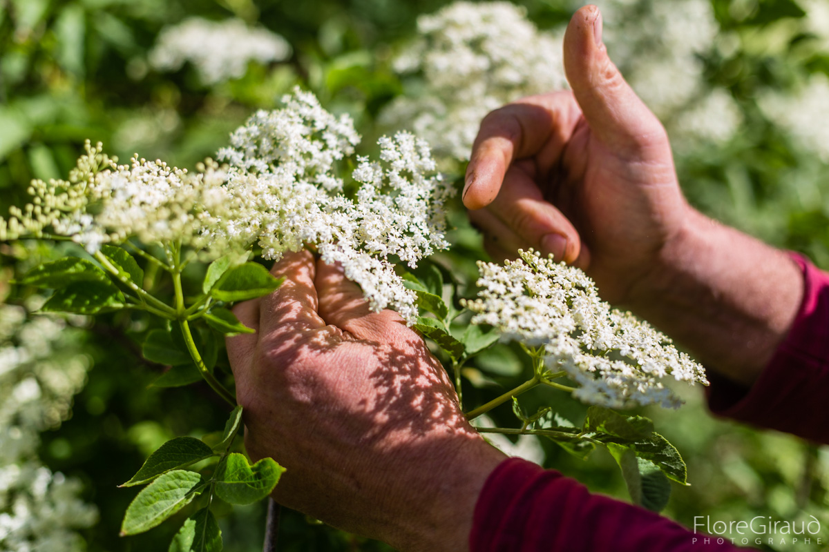 Pratiques et savoirs alimentaires et culinaires dans le Massif d