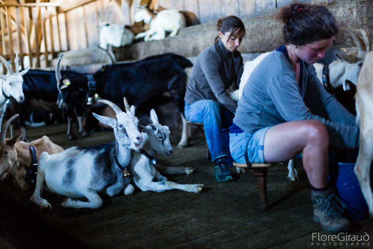 Pratiques et savoirs alimentaires et culinaires dans le Massif d