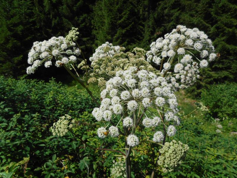 Les plantes sauvages comestibles et médicinales I Rendez-vous Nature en Savoie_Aillon-le-Jeune