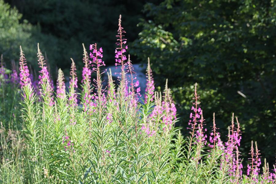 Les plantes sauvages comestibles et médicinales I Rendez-vous Nature en Savoie_Aillon-le-Jeune
