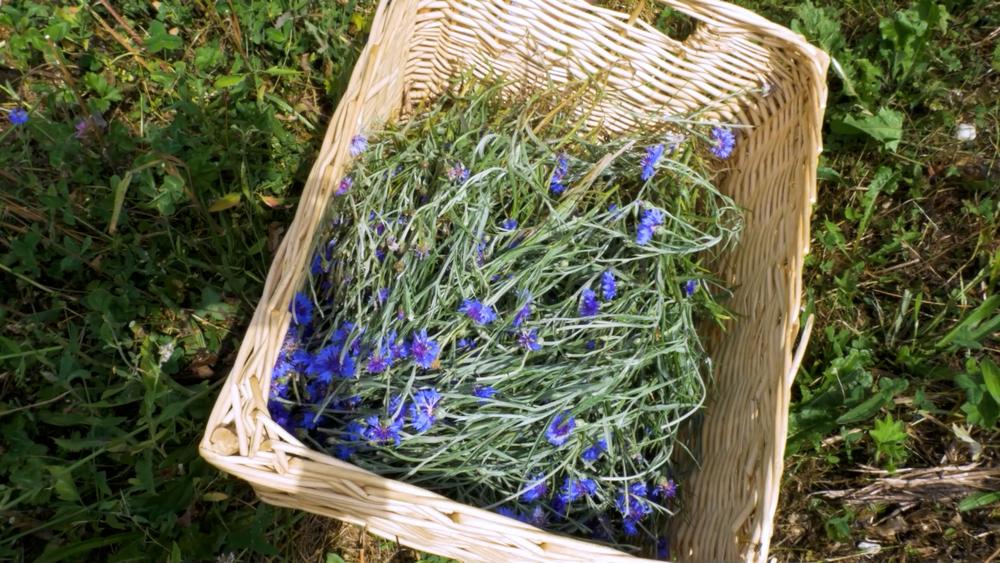 Cueillettes vivantes l Renc'Arts du Parc_La Compôte