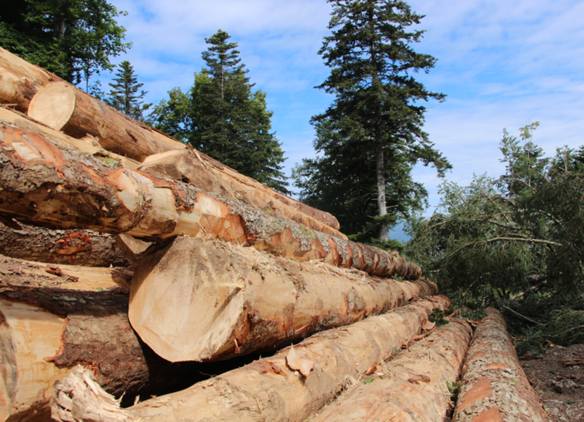 Vis ma vie de Bûcheron_Le Châtelard