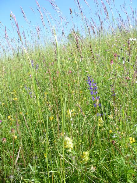Poèmes en prairie fleurie l Renc'Arts du Parc_Pugny-Chatenod