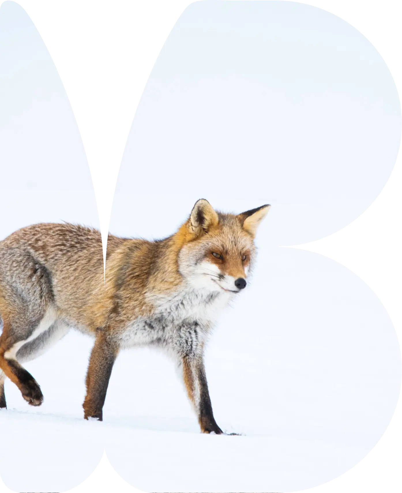(c)Milo-DESSEUX-renard PNR du Massif des Bauges